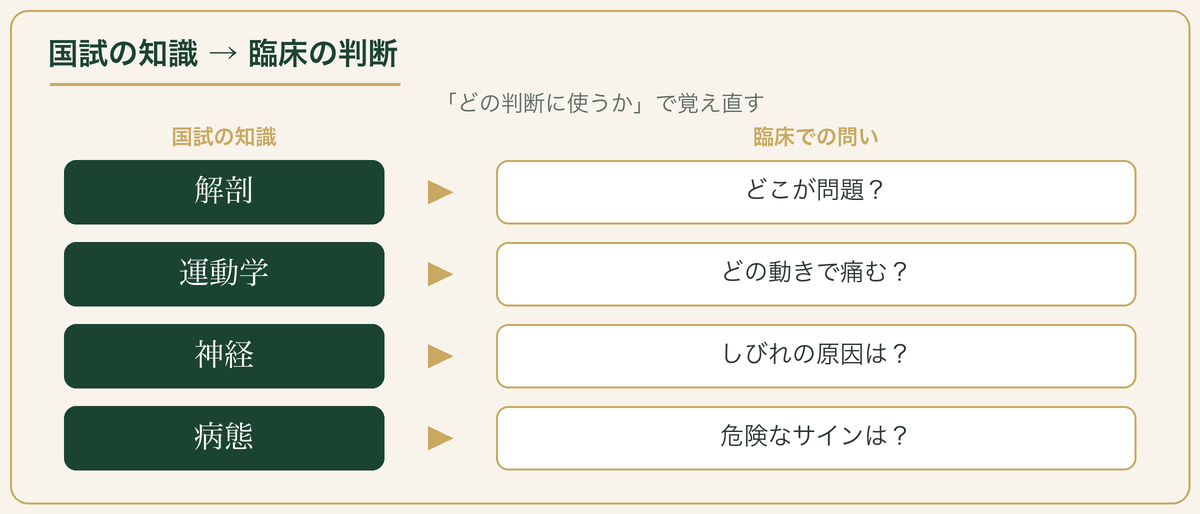 国試の知識を臨床の問いに対応：解剖/運動学/神経/病態→どこが問題か等